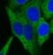 Charged multivesicular body protein 3 antibody, FNab09430, FineTest, Immunofluorescence image 