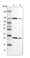 Exportin-5 antibody, NBP1-89605, Novus Biologicals, Western Blot image 