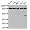 Forkhead Box P1 antibody, LS-C317913, Lifespan Biosciences, Western Blot image 