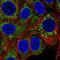 Osm antibody, NBP2-56439, Novus Biologicals, Immunofluorescence image 