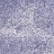 Pirin antibody, HPA000697, Atlas Antibodies, Immunohistochemistry frozen image 