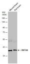 Ring Finger Protein 146 antibody, GTX133293, GeneTex, Western Blot image 