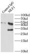 Myeloid leukemia factor 1 antibody, FNab05210, FineTest, Immunoprecipitation image 