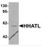 Hedgehog Acyltransferase Like antibody, 6787, ProSci, Western Blot image 