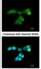 Dual Specificity Phosphatase 10 antibody, NBP1-31001, Novus Biologicals, Immunocytochemistry image 