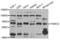 FA Complementation Group G antibody, abx004742, Abbexa, Western Blot image 