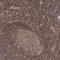 BRISC complex subunit Abro1 antibody, NBP1-90282, Novus Biologicals, Immunohistochemistry frozen image 