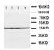 ATF4 antibody, LS-C312698, Lifespan Biosciences, Western Blot image 