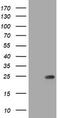 Ras Homolog Family Member J antibody, TA505468, Origene, Western Blot image 