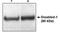 Disabled homolog 1 antibody, MBS395918, MyBioSource, Western Blot image 