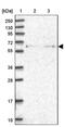 Nasal embryonic luteinizing hormone-releasing hormone factor antibody, PA5-60674, Invitrogen Antibodies, Western Blot image 