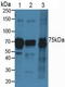 Cadherin 5 antibody, LS-C374117, Lifespan Biosciences, Western Blot image 