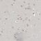 MRT4 Homolog, Ribosome Maturation Factor antibody, NBP1-88334, Novus Biologicals, Immunohistochemistry frozen image 
