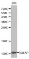BGP antibody, STJ22794, St John