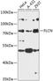 Folliculin antibody, 15-583, ProSci, Western Blot image 