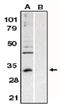 BCL10 Immune Signaling Adaptor antibody, AP05093PU-N, Origene, Western Blot image 