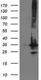 Phenylethanolamine N-Methyltransferase antibody, TA502819, Origene, Western Blot image 