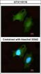 Disco Interacting Protein 2 Homolog B antibody, GTX110116, GeneTex, Immunofluorescence image 