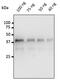 Pepsinogen A antibody, AB0197-200, Origene, Western Blot image 