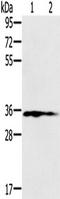 Nitrilase homolog 1 antibody, TA350230, Origene, Western Blot image 