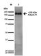 Ankyrin-1 antibody, orb376692, Biorbyt, Western Blot image 