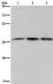 MO25 antibody, PA5-50709, Invitrogen Antibodies, Western Blot image 
