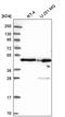 Negative elongation factor E antibody, PA5-65441, Invitrogen Antibodies, Western Blot image 