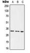 Phospholipid Scramblase 1 antibody, orb215504, Biorbyt, Western Blot image 