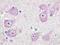Probable G-protein coupled receptor 19 antibody, LS-A97, Lifespan Biosciences, Immunohistochemistry frozen image 