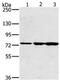 Kirre Like Nephrin Family Adhesion Molecule 2 antibody, MBS2519440, MyBioSource, Western Blot image 