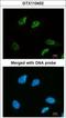 Structural Maintenance Of Chromosomes 3 antibody, GTX110402, GeneTex, Immunocytochemistry image 