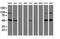 Integrin Alpha FG-GAP Repeat Containing 2 antibody, MA5-25576, Invitrogen Antibodies, Western Blot image 