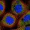 USP18 antibody, HPA044768, Atlas Antibodies, Immunofluorescence image 