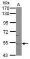 Cholesterol 24-hydroxylase antibody, GTX105183, GeneTex, Western Blot image 