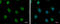 Heterogeneous Nuclear Ribonucleoprotein A/B antibody, GTX101852, GeneTex, Immunofluorescence image 