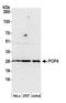 POP4 Homolog, Ribonuclease P/MRP Subunit antibody, A305-673A-M, Bethyl Labs, Western Blot image 