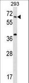 Syntaxin-binding protein 2 antibody, LS-C161598, Lifespan Biosciences, Western Blot image 