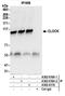 Clock Circadian Regulator antibody, A302-618A, Bethyl Labs, Immunoprecipitation image 