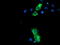 Neurolysin antibody, TA504178, Origene, Immunofluorescence image 