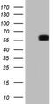 Krueppel-like factor 2 antibody, TA807007, Origene, Western Blot image 