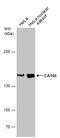 Transcription Elongation Regulator 1 antibody, GTX112099, GeneTex, Western Blot image 