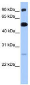 ETS translocation variant 5 antibody, TA329376, Origene, Western Blot image 