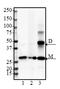 DJ-1 antibody, 851502, BioLegend, Western Blot image 
