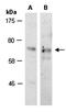 SRY-Box 9 antibody, orb67136, Biorbyt, Western Blot image 