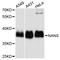 N-Acetylneuraminate Synthase antibody, A08540, Boster Biological Technology, Western Blot image 