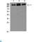 Nuclear factor of activated T-cells 5 antibody, LS-C813913, Lifespan Biosciences, Western Blot image 
