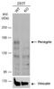 Peregrin antibody, NBP2-15620, Novus Biologicals, Western Blot image 