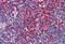 ARRB2 antibody, MBS246362, MyBioSource, Immunohistochemistry frozen image 