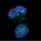 Histone Cluster 4 H4 antibody, NBP2-59235, Novus Biologicals, Immunofluorescence image 