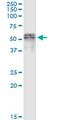 Selenocysteine Lyase antibody, MA5-21953, Invitrogen Antibodies, Immunoprecipitation image 